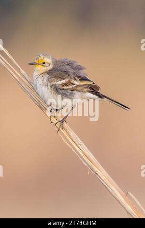 Bharatpur Bird Sanctuary in Rajasthan, Indien Stockfoto