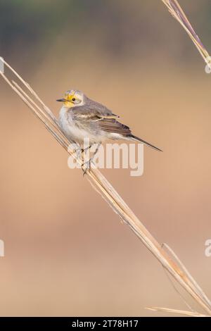 Bharatpur Bird Sanctuary in Rajasthan, Indien Stockfoto