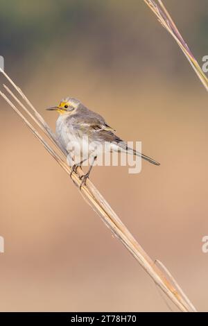 Bharatpur Bird Sanctuary in Rajasthan, Indien Stockfoto