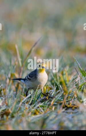 Bharatpur Bird Sanctuary in Rajasthan, Indien Stockfoto