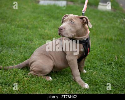 Ein amerikanischer XL-Bully-Welpe in einem Birmingham Park. Stockfoto