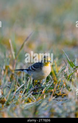 Bharatpur Bird Sanctuary in Rajasthan, Indien Stockfoto