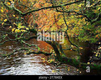 Herbstbaum am Fluss Nidd von der Fußgängerbrücke zum Horseshoe Field in Knaresborough North Yorkshire England Stockfoto