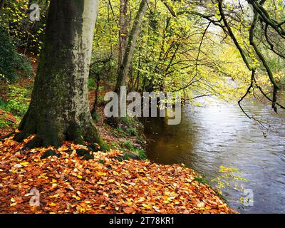 Herbstbäume am Fluss Nidd im törichten Wald in Knaresborough North Yorkshire England Stockfoto