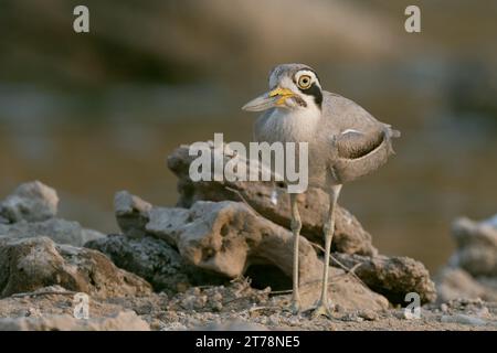 Der indische Steinbrach (Burhinus indicus) am Chambal River in Indien Stockfoto