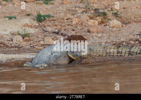 Krokodile beim Sonnenbaden am Chambal River in Indien Stockfoto