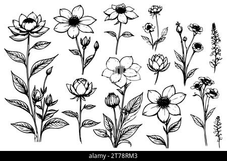 Sammlung von handgezeichneten Blumen und Pflanzen. Monochrome Vektorabbildungen im Skizzenstil. Isolierte Blumenelemente Stock Vektor