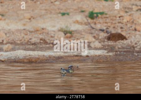 Krokodile beim Sonnenbaden am Chambal River in Indien Stockfoto