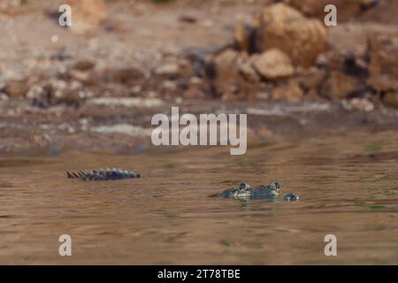 Krokodile beim Sonnenbaden am Chambal River in Indien Stockfoto