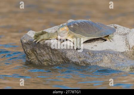 Softshell-Schildkröte, die sich am Chambal River in Indien sonnt Stockfoto