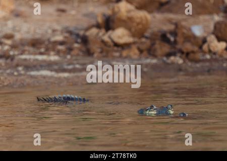 Krokodile beim Sonnenbaden am Chambal River in Indien Stockfoto