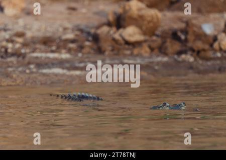 Krokodile beim Sonnenbaden am Chambal River in Indien Stockfoto