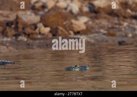 Krokodile beim Sonnenbaden am Chambal River in Indien Stockfoto