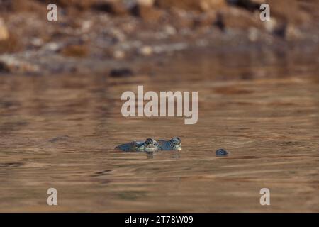 Krokodile beim Sonnenbaden am Chambal River in Indien Stockfoto