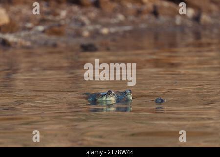 Krokodile beim Sonnenbaden am Chambal River in Indien Stockfoto