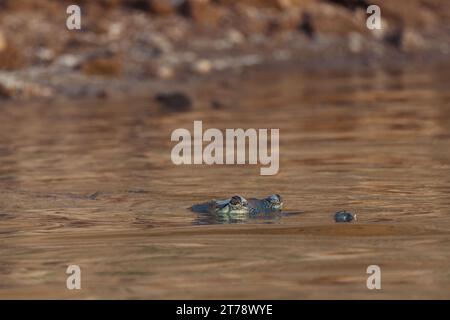 Krokodile beim Sonnenbaden am Chambal River in Indien Stockfoto