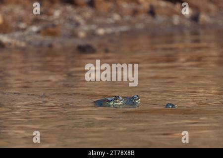 Krokodile beim Sonnenbaden am Chambal River in Indien Stockfoto