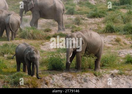 Wilde Elefantenherde im Jim Corbett National Park in Indien Stockfoto