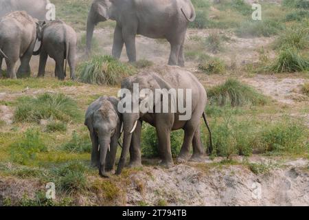 Wilde Elefantenherde im Jim Corbett National Park in Indien Stockfoto