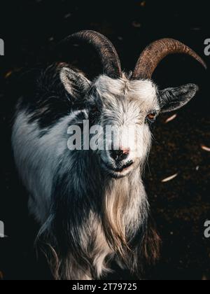 Niederländische Landrassen-Ziege, Nahaufnahme Stockfoto