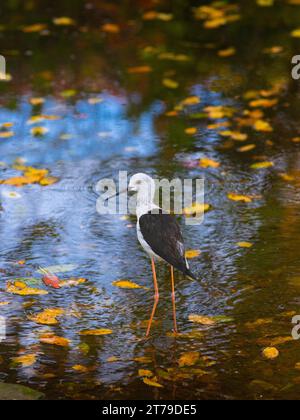 Avocet variegated - Recurvirostra avoset steht im Herbst im Wasser Stockfoto