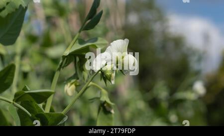 Nahaufnahme der cremeweißen Blume auf einer Gartenerbsenpflanze Stockfoto