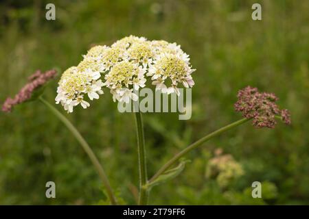 Nahaufnahme der weißen Blüten der Schafgarbe vor einem verschwommenen grünen Hintergrund Stockfoto