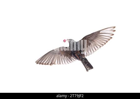 Vogelstarling Schädling isst Kirschbeeren in den Gärten Stockfoto