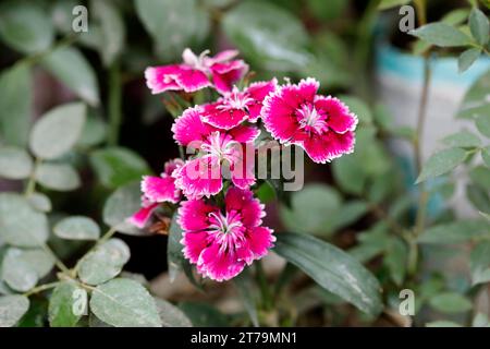 Dhaka, Bangladesch - 14. November 2023: Verschiedene Arten von Winterblumen blühen in Baumschulen am Straßenrand von Dhaka in Bangladesch. Stockfoto