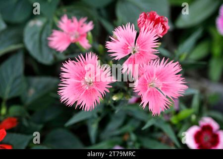 Dhaka, Bangladesch - 14. November 2023: Verschiedene Arten von Winterblumen blühen in Baumschulen am Straßenrand von Dhaka in Bangladesch. Stockfoto