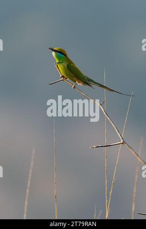 Grüner Bienenfresser auf einem Zweig im Jim Corbett National Park in Indien Stockfoto