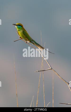 Grüner Bienenfresser auf einem Zweig im Jim Corbett National Park in Indien Stockfoto