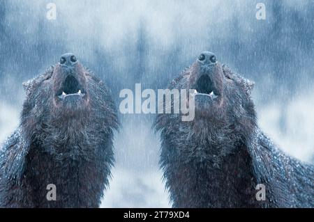 Heulende kanadische zwei Wolf im Winter vor dem Hintergrund des Schnees. Stockfoto
