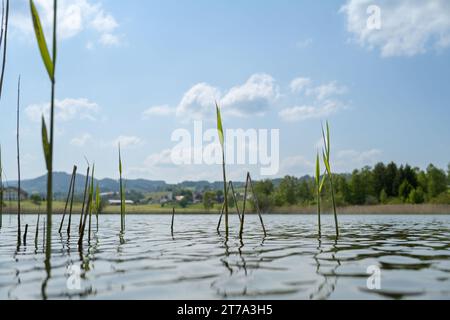 Ein malerischer Blick auf Bambus, der aus dem Niedersonthofensee wächst Stockfoto