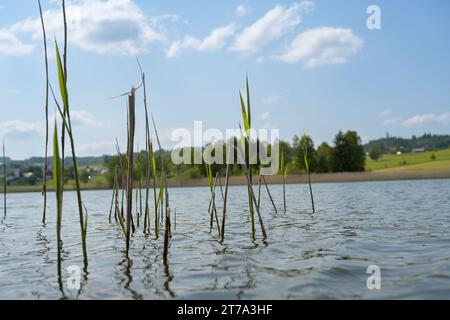 Ein malerischer Blick auf Bambus, der aus dem Niedersonthofensee wächst Stockfoto