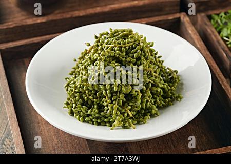 Gebratene Silberpappelfrüchte (Populus alba) Stockfoto