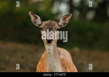 Porträt eines Damhirsches (Dama dama) Stockfoto