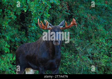 Ein männlicher Elch mit geteiltem Geweih steht auf einer Waldlichtung und blickt geradeaus Stockfoto