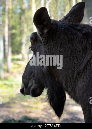 Elchporträt im Wald Stockfoto