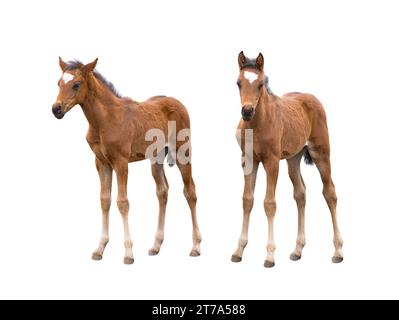 Zwei braune Vollblutfohlen isoliert auf weißem Hintergrund Stockfoto