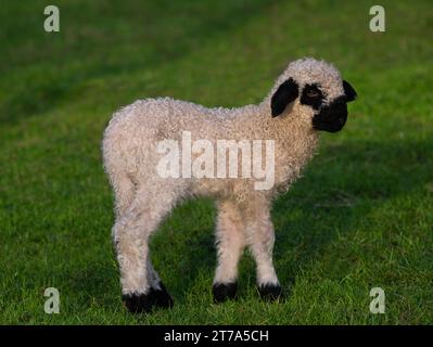 Kleiner walisischer schwarzer Schaf-grüner Hintergrund Stockfoto