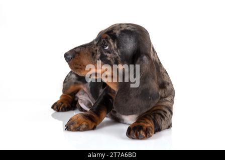 Trauriger Marmor-Dackelhund-Welpe schaut weg, liegt auf weißem Studiohintergrund Stockfoto