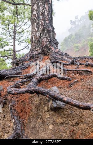 Freiliegende Kiefernwurzel Stockfoto