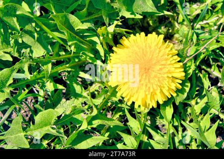 Dieses Nahaufnahme-Bild zeigt die lebendige Schönheit einer einzigen, leuchtend gelben Löwenzahnblüte in voller Blüte, die sich vor einem üppigen grünen Feld befindet und die t zeigt Stockfoto