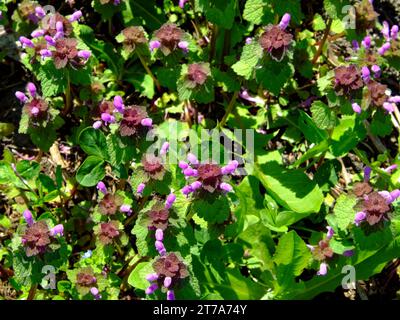 Eine lila Blüte mit grünen Blättern, die in einem Garten wachsen. Die Blumen sind klein und zart. Kleine Blüten der Brennnessel. Dickicht hat tote Brennnessel gefleckt Stockfoto