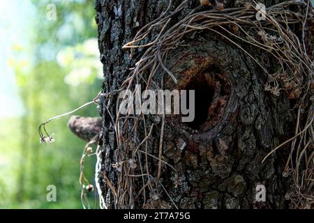 Das Bild zeigt eine Nahansicht eines Baumstamms mit einem kleinen Loch. Hohl in einem alten Birnenbaum. Teil des Stammes eines alten Baumes. Stockfoto