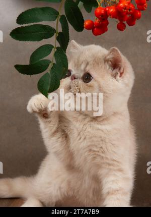 Schöne exotische Kurzhaarkätzchen liegt auf dem braunen Hintergrund des Studios. Kätzchen spielt mit rowan Beeren. Farbcreme Stockfoto