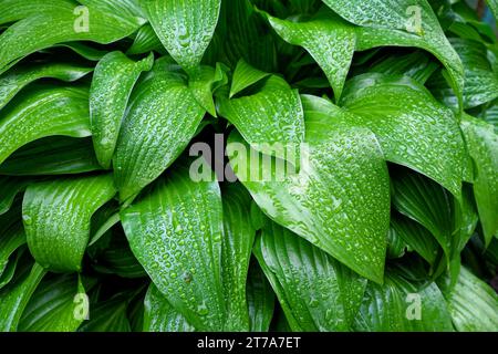 Ein Nahfoto von grünen Blättern, die mit Wassertropfen bedeckt sind. Tropfen Tau auf einem grünen Blatt. Feuchtes Laub als Hintergrund. Stockfoto