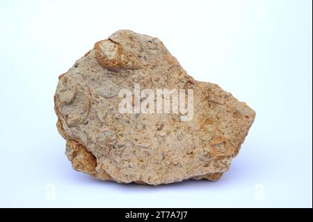 Kalkstein (Karbonat-Sedimentgestein) mit Skelettfragmenten von Meeresschnecken. Probe. Stockfoto