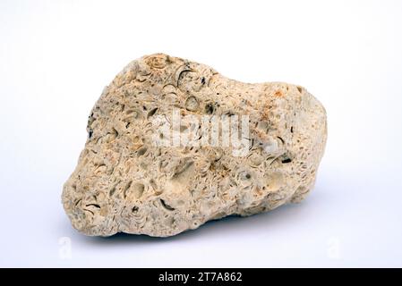 Coquina ist eine Art fossiler Kalkstein. Kalkstein ist ein Karbonat-Sedimentgestein. Diese Probe stammt aus Cádiz, Andalusien, Spanien. Stockfoto